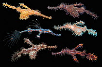 Ornate ghost pipefish (Solenostomus paradoxus) composite image showing different colour changes to match surrounding environment on black background. South East Asia, Indo-West Pacific Ocean.