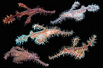 Ornate ghost pipefish (Solenostomus paradoxus) composite image showing different colour changes to match surrounding environment on black background.  South East Asia, Indo-West Pacific Ocean.
