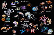 Composite image of marine invertebrates on black background showing huge variety and diversity in group, including crustacean tunicate, flatworm, fan worm, stony coral, soft coral, sponge, nudibranch,...