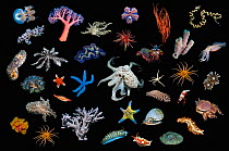 Composite image of marine invertebrates on black background showing huge variety and diversity in group.  South East Asia, Indo-West Pacific Ocean.