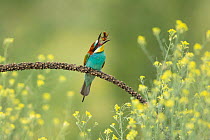 European bee-eater (Merops apiaster) perched on branch swallowing hornet prey, Bratsigovo, Bulgaria. May.