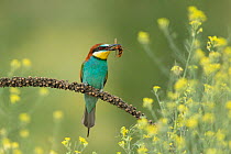 European bee-eater (Merops apiaster) perched on branch with hornet prey in beak, Bratsigovo, Bulgaria. May.