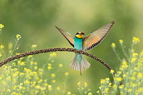 European bee-eater (Merops apiaster) perched on branch spreading wings with hornet prey in beak, Bratsigovo, Bulgaria. May.
