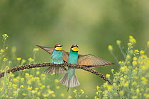 European bee-eater (Merops apiaster) pair, perched on branch with one spreading wings, Bratsigovo, Bulgaria. May.