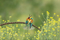 European bee-eater (Merops apiaster), perched on branch, displaying aggression, Bratsigovo, Bulgaria. May.