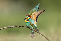 European bee-eater (Merops apiaster) pair, perched on branch, mating, Bratsigovo, Bulgaria. May.