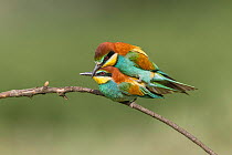 European bee-eater (Merops apiaster) pair, perched on branch mating, Bratsigovo, Bulgaria. May.
