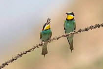 European bee-eater (Merops apiaster) pair, perched on branch, passing food during courtship, Bratsigovo, Bulgaria. May.