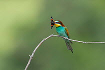 European bee-eater (Merops apiaster) perched on branch with Red Admiral butterfly (Vanessa atalanta) prey in beak, Bratsigovo, Bulgaria. May.