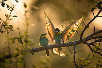 European bee-eater (Merops apiaster) pair, perched on branch in sunlight, with one spreading wings, Bratsigovo, Bulgaria. May.