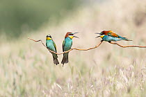 Three European bee-eaters (Merops apiaster) perched on branch displaying territorial aggression, Bratsigovo, Bulgaria. May.