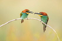 European bee-eater (Merops apiaster) pair, male passing insect prey to female during courtship, Bratsigovo, Bulgaria. May.