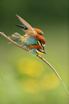 European bee-eater (Merops apiaster) pair, mating on perch close to breeding colony, Bratsigovo, Bulgaria. May.