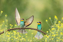 European bee-eater (Merops apiaster) pair, perched on branch with one spreading wings, Bratsigovo, Bulgaria. May.