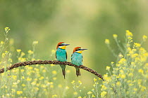European bee-eater (Merops apiaster) pair, perched side by side on branch, Bratsigovo, Bulgaria. May.