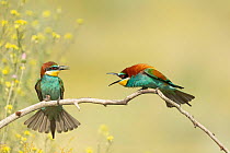 Two European bee-eaters (Merops apiaster) perched on branch, showing territorial interaction, Bratsigovo, Bulgaria. May.