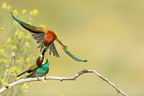 Two European bee-eaters (Merops apiaster), one perched on branch and one in flight, showing territorial interaction, Bratsigovo, Bulgaria. May.