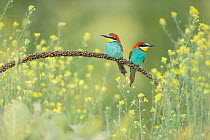 European bee-eater (Merops apiaster) pair, perched side by side on branch, Bratsigovo, Bulgaria. May