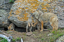 Coyote (Canis latrans) female with three pups at entrance to den, Yellowstone National Park, Wyoming, USA. May.