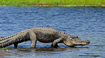American alligator (Alligator mississippiensis) entering river, Myakka River State Park, Florida, USA. April.
