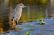 Black-crowned night heron (Nycticorax nycticorax) juvenile, standing in shallow water, Myakka River State Park, Florida, USA. April.