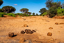 Dried up river bed covered in African elephant (Loxodonta africana) dung.   Tsavo East National Park, Kenya.
