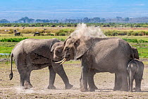 African elephants (Loxodonta africana), two females with young, dust bathing.  Amboseli National Park, Kenya.