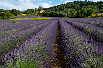 Lavender (Lavandula) field in flower. Alpes de Haute Provence, Provence-Alpes-Cote d'Azur, France. June.