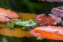 Edible frog (Pelophylax esculentus) resting on Water lily (Nymphaeaceae) leaf.  Dordogne valley, Nouvelle-Aquitaine, France. June.