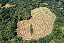 Aerial view of cultivated field surrounded by trees / woodland,  Finistere, Brittany, France. July.