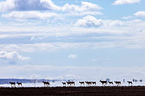 Herd of Common elands (Taurotragus oryx) walking across salt pan.  Amboseli National Park, Kenya.