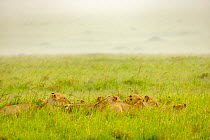Pride of Lions (Panthera leo) walking through tall grass during storm.  Masai-Mara National Reserve, Kenya.