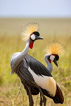 Grey crowned cranes (Balearica regulorum gibbericeps) performing courtship display.  Masai-Mara National Reserve, Kenya.