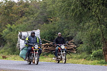 Two men transporting firewood and charcoal, responsible of deforestation, on back of two motorcycles between Nakuru and lake Bogoria, Great rift valley, Kenya.