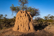 Termite (Isoptera) hill around Lake Magadi, Great rift valley, Kenya.