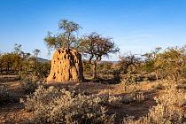 Termite (Isoptera) mound  around Lake Magadi, Great rift valley, Kenya.