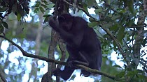 Bonobo (Pan paniscus) juvenile male yawning while sitting on a branch, Lomako Yokokala Faunal Reserve, Province of Equator (?quateur), Democratic Republic of Congo, August. Endangered.