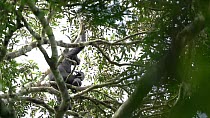 Bonobo (Pan paniscus) male sitting on a branch and pulling a bunch of fruit off a Dialium tree (Dialium sp), he then lays on his back and begins to eat the fruit, Lomako Yokokala Faunal Reserve, Provi...