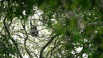 Bonobo (Pan paniscus) male sitting above in an overhead branch, holding a bunch of Dialium (Dialium sp.) and eating the fruit, Lomako Yokokala Faunal Reserve, Province of Equator (?quateur), Democrati...