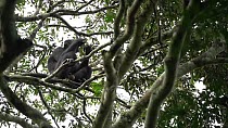 Bonobo (Pan paniscus) male sitting on a branch and using his hands to eat the fruit from a Dialium (Dialium sp.) bunch, Lomako Yokokala Faunal Reserve, Province of Equator (?quateur), Democratic Repub...