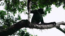 Bonobo (Pan paniscus) subadult male makes way for female descending from canopy carrying infant on her back. After descending, female jumps across to another branch. Water droplets can be seen as the...