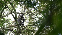 Bonobo (Pan paniscus) male sitting on a branch and holding a bunch of Dialium (Dialium sp.), eating the fruit with his hand, Lomako Yokokala Faunal Reserve, Province of Equator (?quateur), Democratic...
