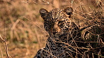 African leopard (Panthera pardus pardus) lying in the shade. Animal blinks and its ears move as it listens. Mara Triangle, Maasai Mara National Reserve, Kenya, Africa, November.