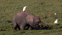 African bush elephant (Loxodonta africana) juvenile standing in a swamp and feeding, using its trunk to pull the vegetation out of the water. A Cattle egret (Bubulcus ibis) is standing on its back. Ja...
