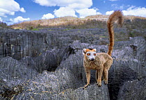 Crowned lemur (Eulemur coronatus), male, climbing over limestone karst rock formations (tsingy), Ankarana Special Reserve, Madagascar. Endangered.