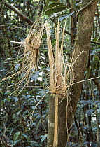 Stalks of shredded Madagascar giant bamboo (Cathariostachys madagascariensis), a favourite food of Greater bamboo lemur (Prolemur simus), Ranomafana National Park, Madagascar.