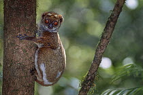 Eastern woolly lemur (Avahi laniger) juvenile, resting on tree trunk, Mantadia National Park, central east Madagascar.