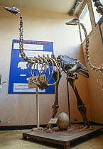 Two Elephant bird (Aepyornis sp.) skeletons on display, alongside replica of bird egg. The Elephant bird became extinct within the past 1000 years due to overhunting by humans, Madagascar.