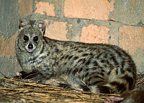 Small Indian civet (Viverricula indica) resting in outbuilding in village, eastern Madagascar.