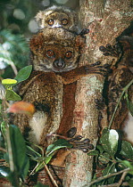 Small group of Peyrieras's woolly lemurs (Avahi peyrierasi) huddling on tree branch, Ranomafana National Park, south east Madagascar.